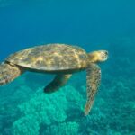 sea-turtle-2