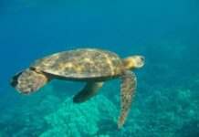 green sea turtle