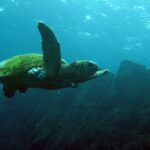 turtle-1 main