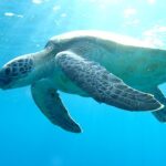 turtle-3