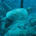 turtle-4