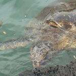 turtle-6