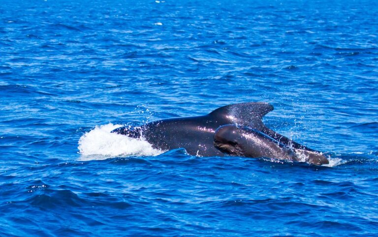 Blue whale sighted in Red Sea for first time: Egypt