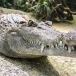 crocodile-1660512_960_720
