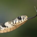 grass-snake