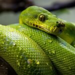 green-tree-python