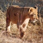 lion-441971__340