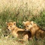 lions-1245898__340