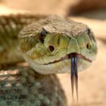 rattlesnake