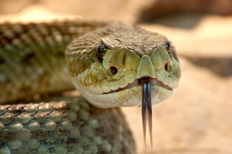World Snake Day: શું સાપ ( Snake ) વિશે આ જાણો છો ?