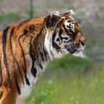 tiger-