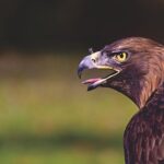adler-3551609__340