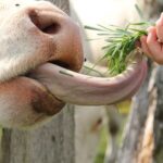 cow-8316__340