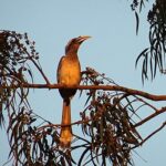 indian-grey-hornbill-1