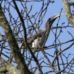 indian-grey-hornbill