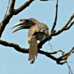 indian-grey-hornbill-3