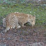 leopard-1086908__340