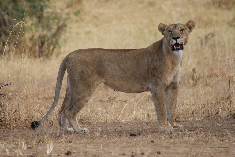 Two lions die in Gujarat’s Sasan Gir forest, toll rises to 14
