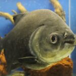 piranha-2186604_960_720