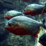 piranha-262575__340