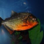 piranha-587666__340