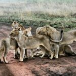 animal-1867684__340