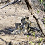 asiatic lion