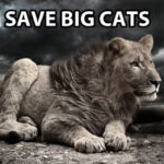 banner-lion
