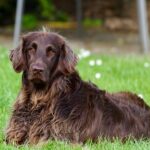 dog-782498__340