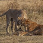 lion-2400908_960_720