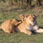 lion-3006875__340
