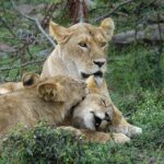 lion-3133758_960_720