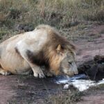 lion-3645726__340