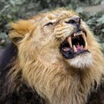 lion-976389__340