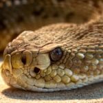 rattlesnake-3