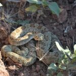 rattlesnake-6