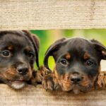 rottweiler-1785760__340