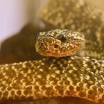 snake-5