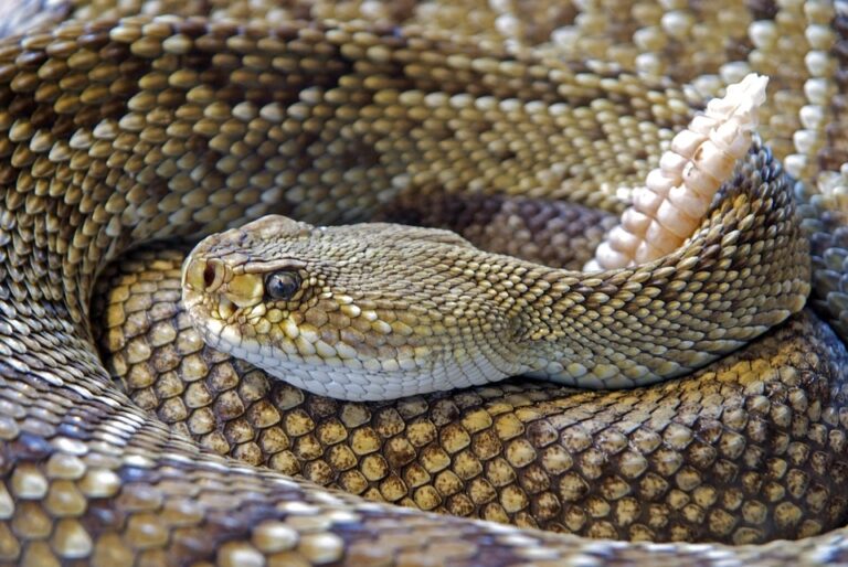 રેટલસ્નેક ( Rattlesnake ) વિશેની 7 હકીકતો જાણો, જે તમે કયારેય નહિ જાણી હોય