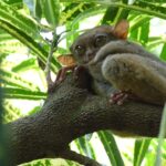 tarsier-2438262_960_720