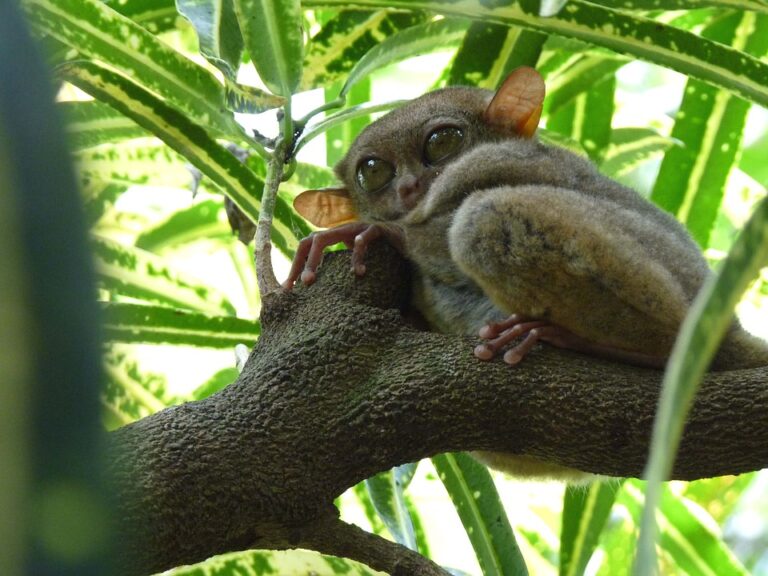 સૌથી મોટી આંખોવાળું પ્રાણીઃ ટાર્સિયર( Tarsier )