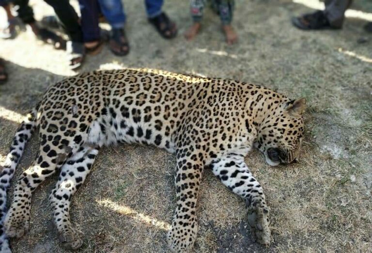 જૂનાગઢ: અજાણ્યા વાહનની અડફેટે દીપડાનું  મોત વનવિભાગે હાથ ધરી તપાસ