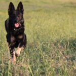 dog-1779698_960_720