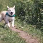 dog-644111_960_720