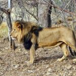 lion-2391544__340