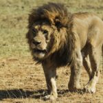 lion-805390_960_720