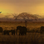 new-banner