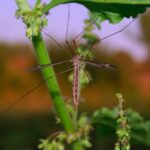 Insect Repellent