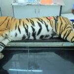 avni tigress-1