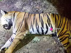 avni tigress